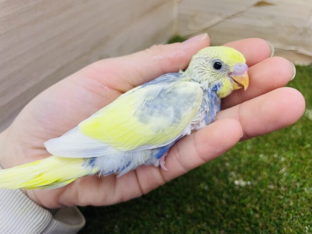 セキセイインコ