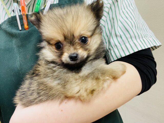 ポメチー（ポメチワ）