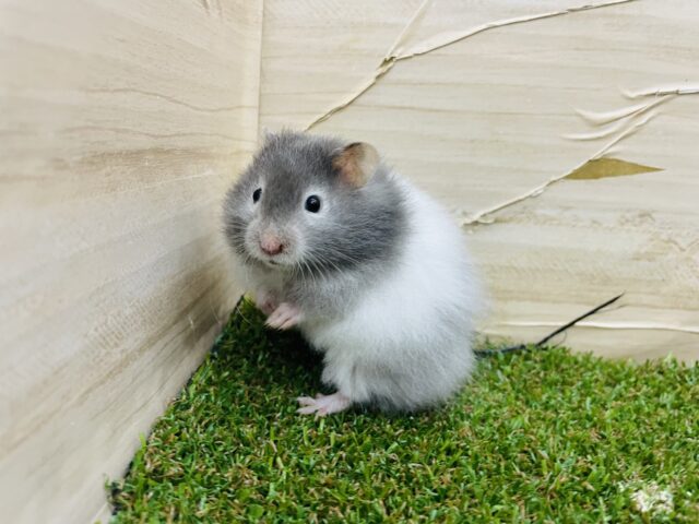 ゴールデンハムスター