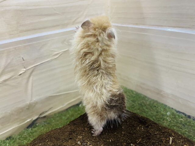 ゴールデンハムスター