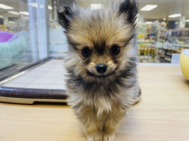 ポメチー（ポメチワ）