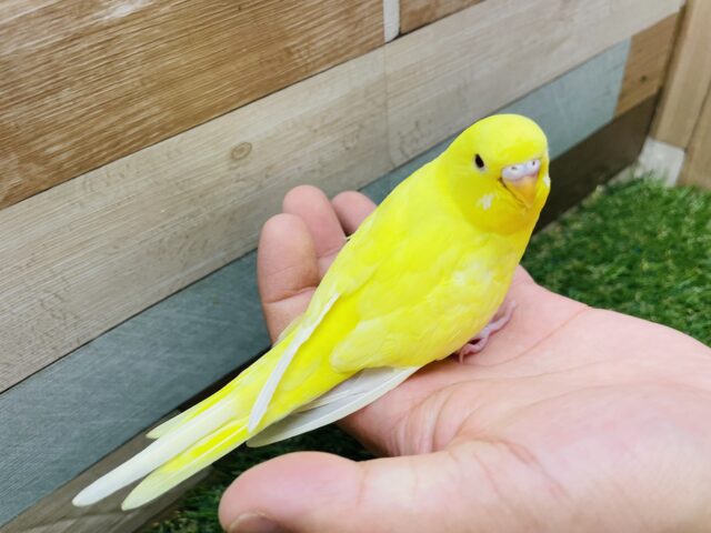 最新画像あります♪ちょっぴり恥ずかしがり屋さん💛セキセイインコのルチノー‼️ セキセイインコ