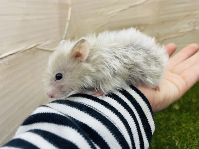 ゴールデンハムスター