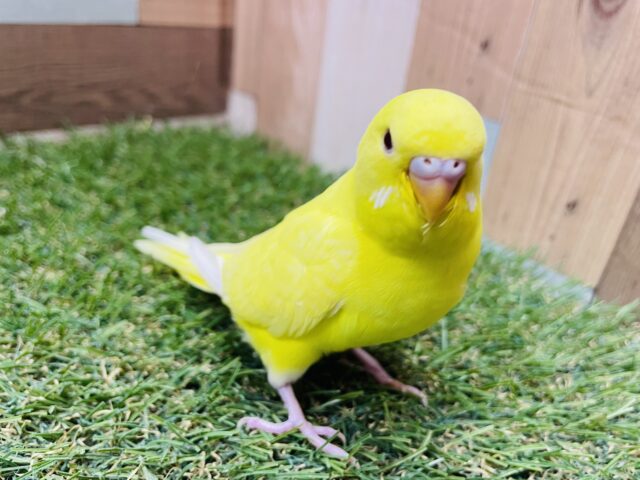 セキセイインコ