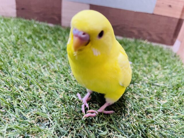 セキセイインコ