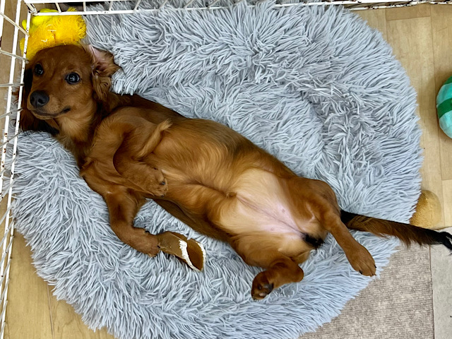 スタンダードダックス