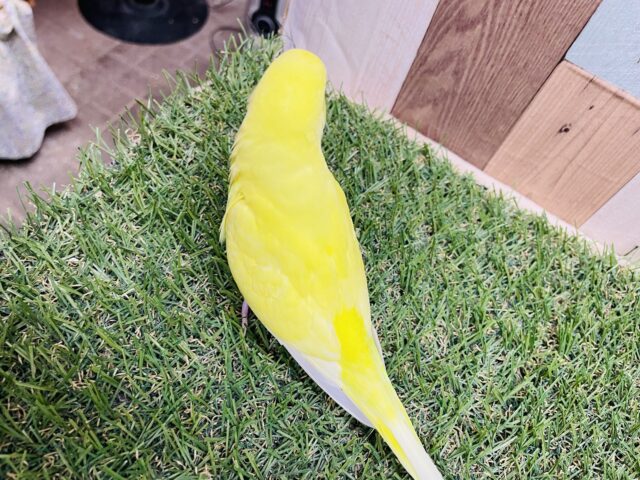 最新画像あります♪ちょっぴり恥ずかしがり屋さん💛セキセイインコのルチノー‼️ セキセイインコ