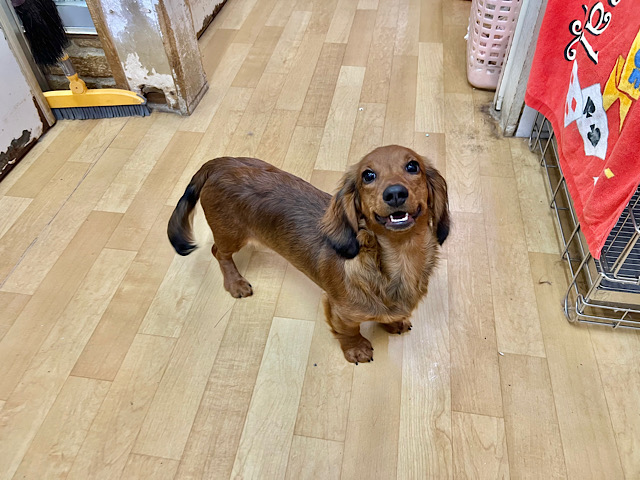 スタンダードダックス