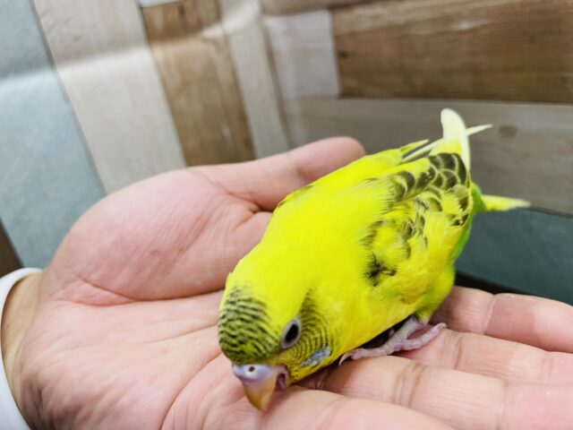 セキセイインコ