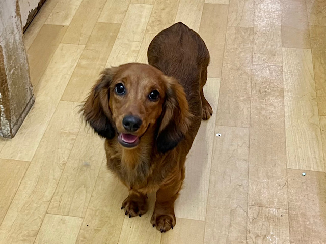 スタンダードダックス