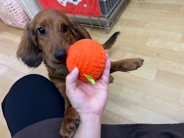 スタンダードダックス