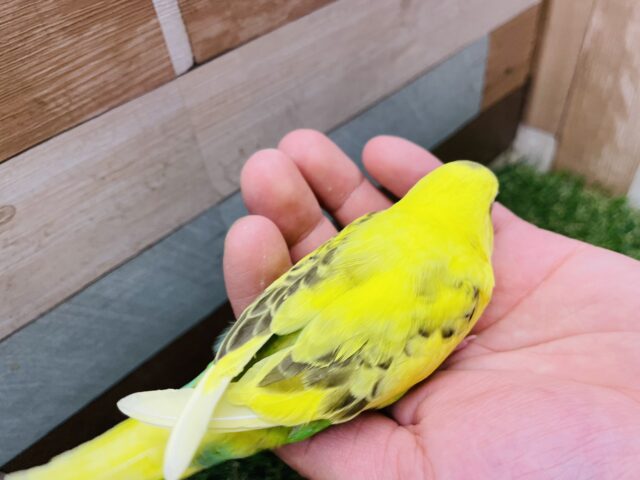 セキセイインコ