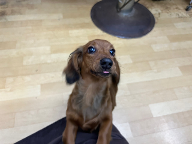 スタンダードダックス