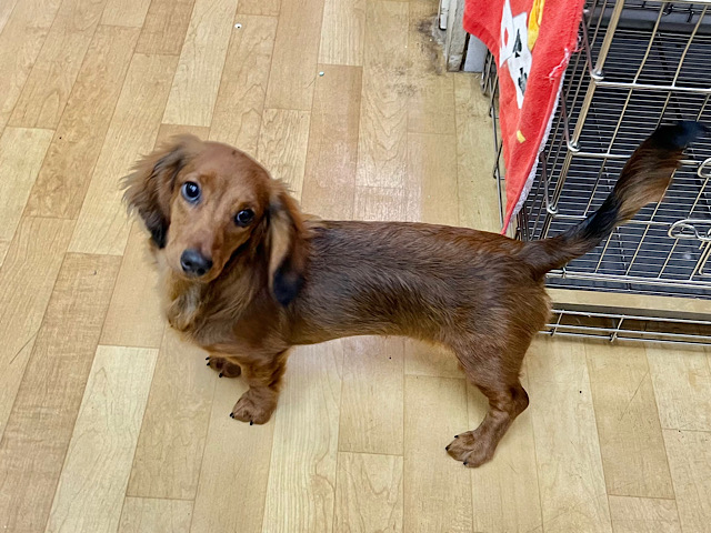 スタンダードダックス