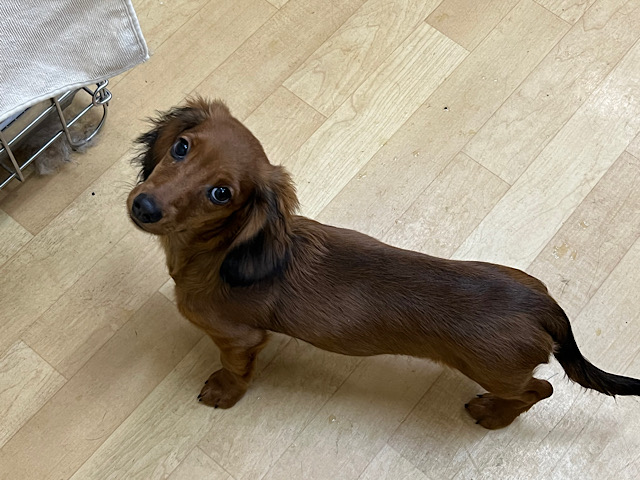 スタンダードダックス