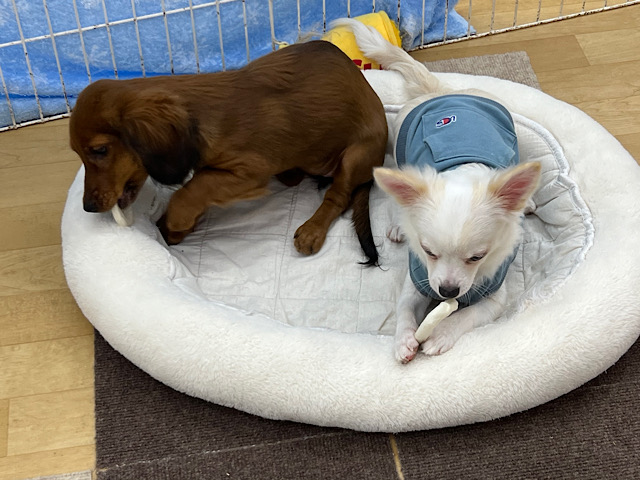 スタンダードダックス