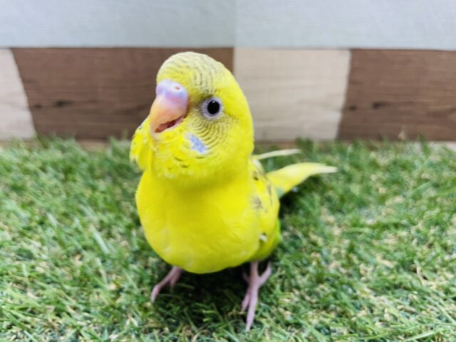 セキセイインコ