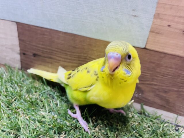 セキセイインコ