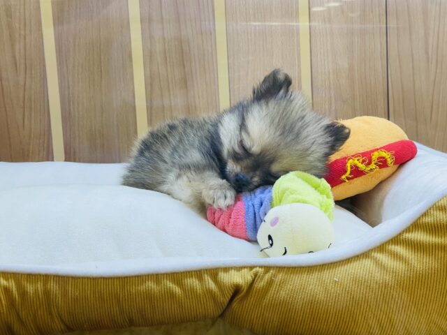 ポメチー（ポメチワ）