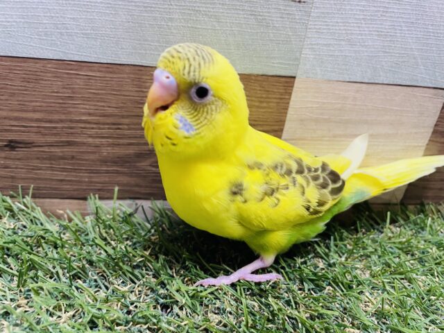 セキセイインコ