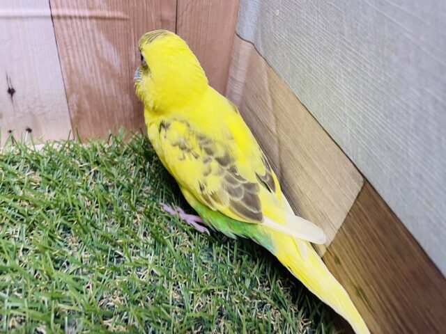 セキセイインコ