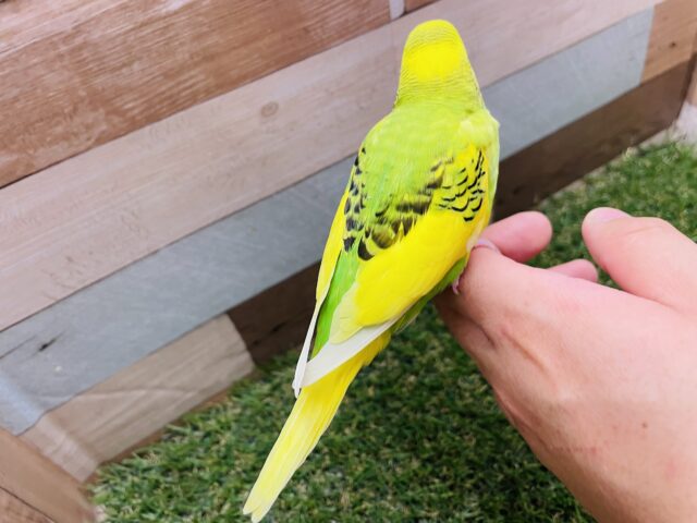 セキセイインコ