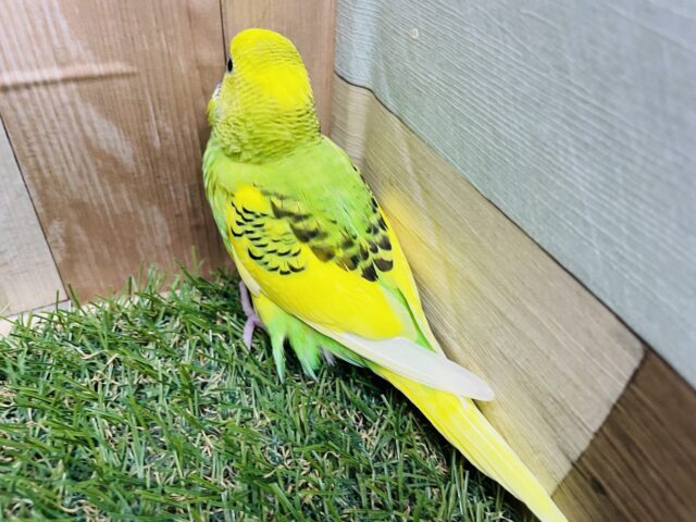 セキセイインコ