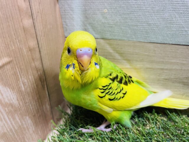 セキセイインコ