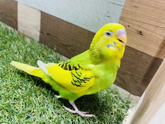 セキセイインコ