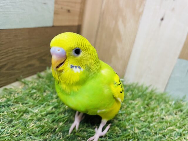 セキセイインコ