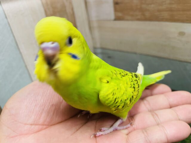 セキセイインコ