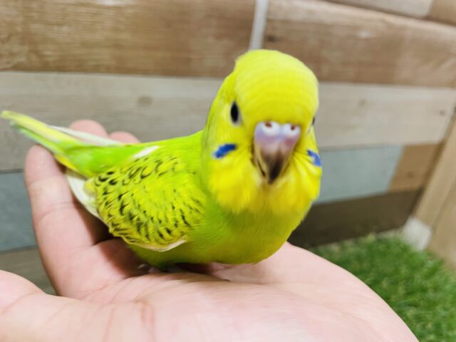 セキセイインコ