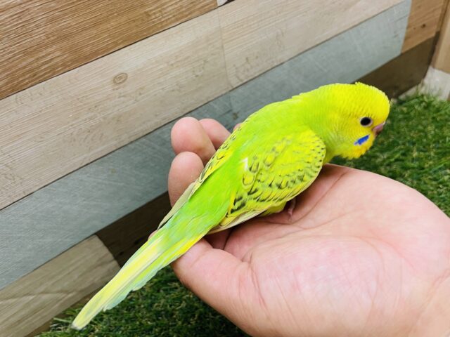 セキセイインコ