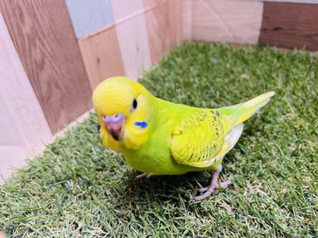 セキセイインコ