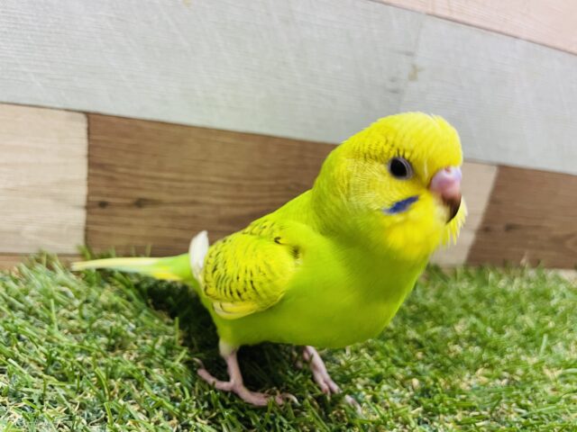 セキセイインコ