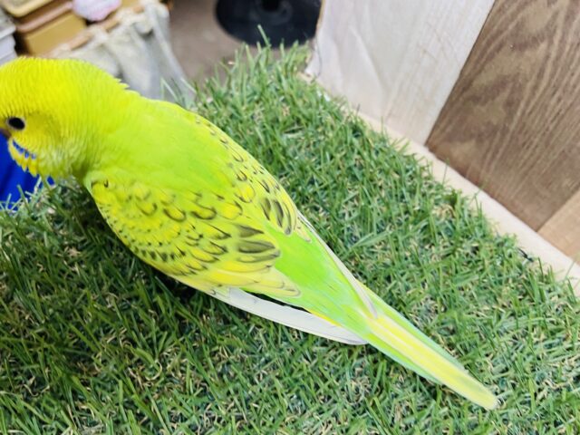 セキセイインコ