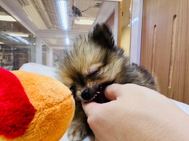 ポメチー（ポメチワ）