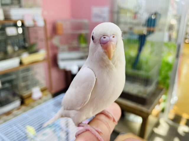 セキセイインコ