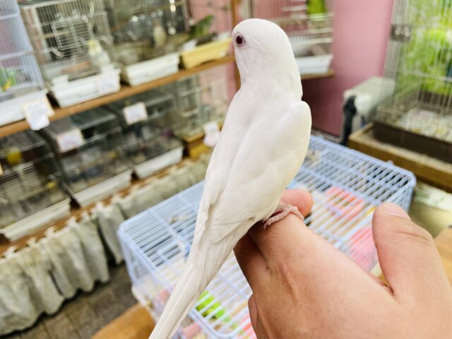 セキセイインコ
