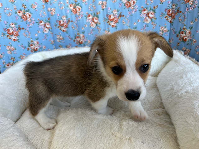 ウェルシュコーギー・ペンブローグ