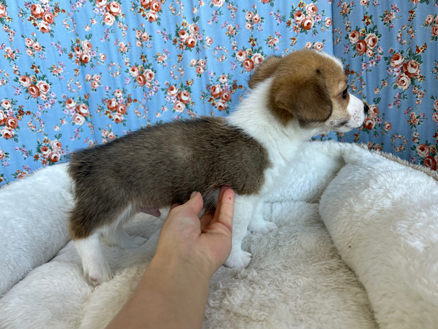 ウェルシュコーギー・ペンブローグ