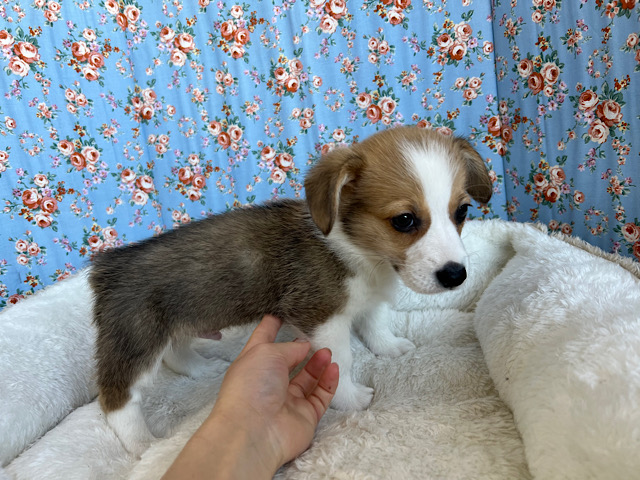 ウェルシュコーギー・ペンブローグ