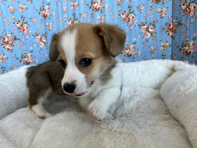 ウェルシュコーギー・ペンブローグ