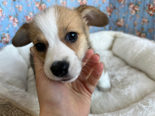 ウェルシュコーギー・ペンブローグ