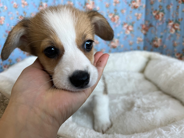 ウェルシュコーギー・ペンブローグ