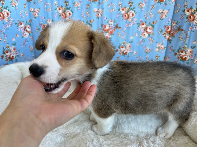 ウェルシュコーギー・ペンブローグ