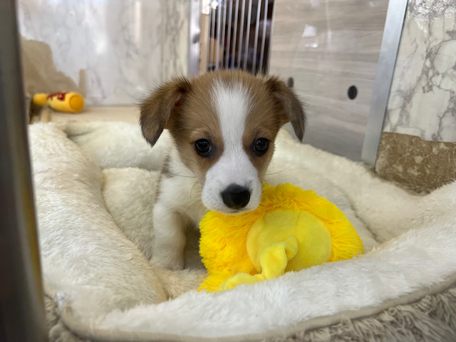 ウェルシュコーギー・ペンブローグ