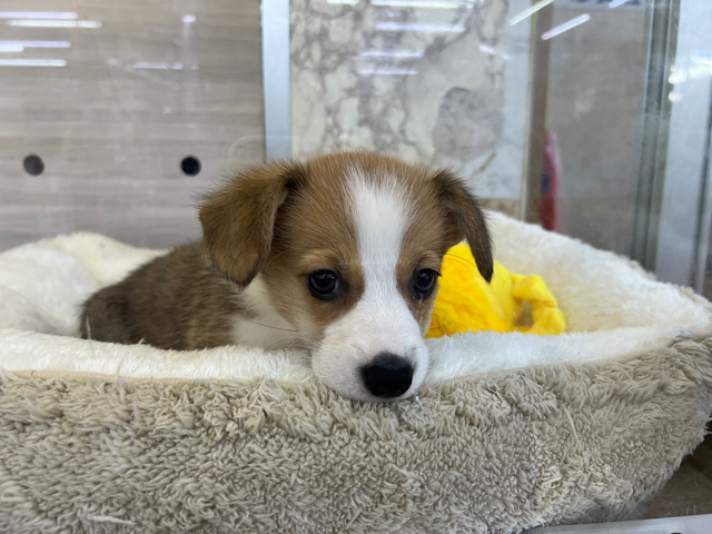 ウェルシュコーギー・ペンブローグ