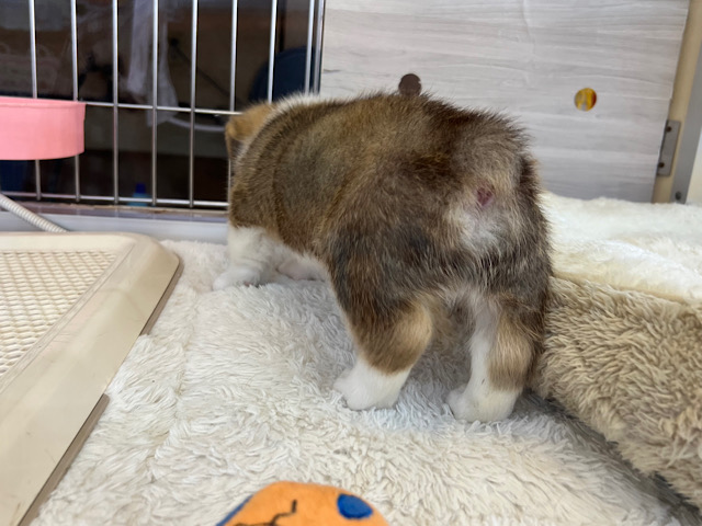 ウェルシュコーギー・ペンブローグ