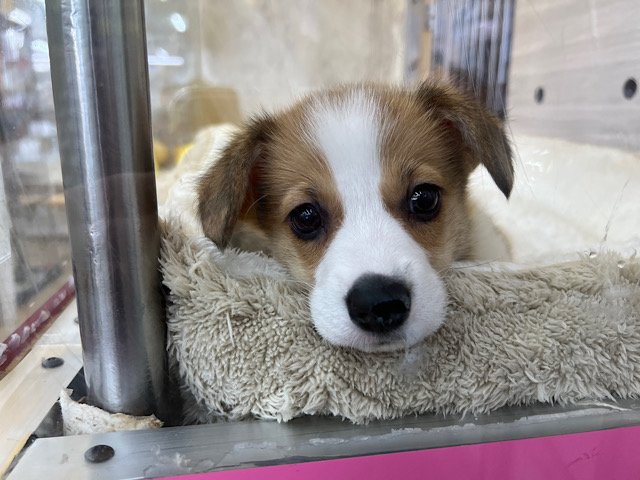 ウェルシュコーギー・ペンブローグ